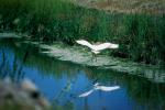 Egret, Tule Lake, California, ABIV01P05_17