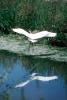 Egret, Tule Lake, California, ABIV01P05_17B