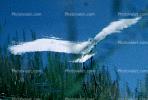 Egret, Tule Lake, California, ABIV01P05_17D