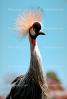 Grey Crowned Crane, (Balearica regulorum), Gruiformes, Gruidae, ABIV01P07_14.2565