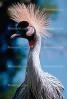 Grey Crowned Crane, (Balearica regulorum), Gruiformes, Gruidae