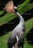 Grey Crowned Crane, (Balearica regulorum), Gruiformes, Gruidae, ABIV01P08_09.3341