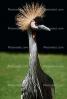 Grey Crowned Crane, (Balearica regulorum), Gruiformes, Gruidae, ABIV01P08_10.3341