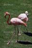 Chilean Flamingo, (Phoenicopterus chilensis), Phoenicopteridae, Phoenicopterus, ABIV01P09_01.3341