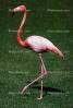 Chilean Flamingo, (Phoenicopterus chilensis), Phoenicopteridae, Phoenicopterus, ABIV01P09_02B.3342