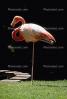 Chilean Flamingo, (Phoenicopterus chilensis), Phoenicopteridae, Phoenicopterus, ABIV01P09_03.3342