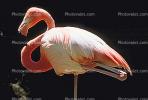 Chilean Flamingo, (Phoenicopterus chilensis), Phoenicopteridae, Phoenicopterus, ABIV01P09_03B.3342
