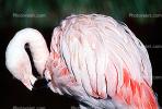 Lesser Flamingo, (Phoenicopterus minor), Phoenicopteridae, Phoenicopterus, ABIV01P09_06