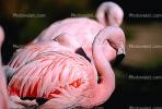 Lesser Flamingo, (Phoenicopterus minor), Phoenicopteridae, Phoenicopterus, ABIV01P09_07.3342