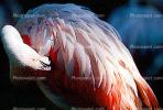 Lesser Flamingo, (Phoenicopterus minor), Phoenicopteridae, Phoenicopterus, ABIV01P09_10