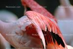 Lesser Flamingo, (Phoenicopterus minor), Phoenicopteridae, Phoenicopterus, ABIV01P09_11.3342