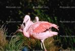 Lesser Flamingo, (Phoenicopterus minor), Phoenicopteridae, Phoenicopterus, ABIV01P09_12.3342
