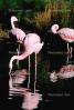 Lesser Flamingo, (Phoenicopterus minor), Phoenicopteridae, Phoenicopterus, ABIV01P09_15.3342
