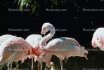 Lesser Flamingo, (Phoenicopterus minor), Phoenicopteridae, Phoenicopterus, ABIV01P09_17.3342