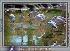 flamingo, ABIV01P10_05.2565