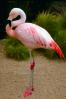 Chilean Flamingo, (Phoenicopterus chilensis), Phoenicopteridae, Phoenicopterus, ABIV01P10_14.1708