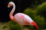 Chilean Flamingo, (Phoenicopterus chilensis), Phoenicopteridae, Phoenicopterus, ABIV01P10_15.1708