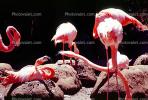 Chilean Flamingo, (Phoenicopterus chilensis), Phoenicopteridae, Phoenicopterus, ABIV01P10_18
