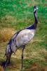 Common Crane (Grus grus), Gruidae, ABIV01P11_04.1708