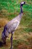 Common Crane (Grus grus), Gruidae, ABIV01P11_05.1708