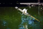 Egret Taking Off, Winges, Flight, Water, Stow Lake, ABIV01P11_11.1708