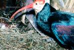 Southern Bald Ibis, (Geronticus calvus), Threskiornithidae, Threskionithinae, ABIV01P12_01