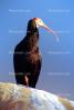 Southern Bald Ibis, (Geronticus calvus), Threskiornithidae, Threskionithinae, ABIV01P13_01
