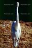 Great Egret, (Egretta alba)
