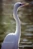 Great Egret (Egretta alba), ABIV01P14_05