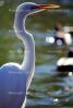 Great Egret (Egretta alba), ABIV01P14_06