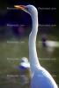 Great Egret (Egretta alba), ABIV01P14_08