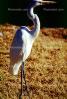 Great Egret (Egretta alba), ABIV01P14_09