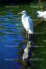 Great Egret (Egretta alba), ABIV01P14_12