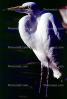 Great Egret (Egretta alba), ABIV01P14_13