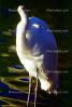Great Egret (Egretta alba), ABIV01P14_14