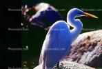 Great Egret (Egretta alba), ABIV01P14_16