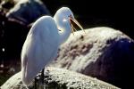 Great Egrett (Egretta alba)