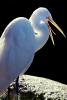Great Egrett (Egretta alba), ABIV01P14_17B