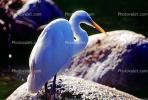 Great Egret (Egretta alba), ABIV01P14_18