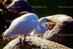 Great Egret (Egretta alba), ABIV01P14_19