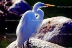 Great Egret (Egretta alba), ABIV01P15_01