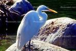 Great Egret (Egretta alba), ABIV01P15_02
