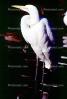 Great Egret (Egretta alba), ABIV01P15_03