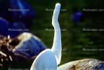 Great Egret (Egretta alba), ABIV01P15_04