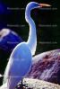 Great Egret (Egretta alba), ABIV01P15_05