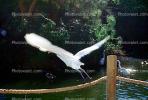 Great Egret (Egretta alba), ABIV01P15_06