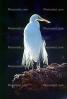 Great Egret (Egretta alba), ABIV01P15_08