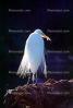 Great Egret (Egretta alba), ABIV01P15_09