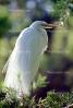 Great Egret (Egretta alba), ABIV01P15_10