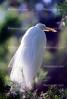 Great Egret (Egretta alba), ABIV01P15_11